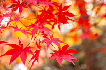 Fototapeta na wymiar 日本のお寺の秋