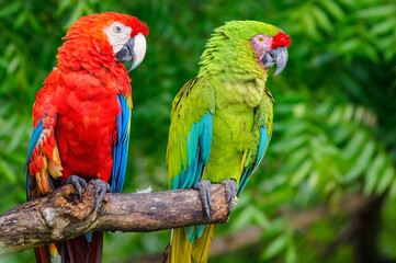 Obraz na płótnie Canvas Scarlet and Military Macaws (Ara militaris and Ara Macao). Two macaws perched in the same way on a dry branch of a dead tree.