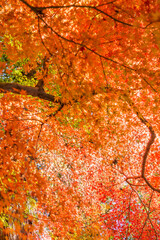 日本のお寺の秋