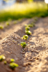 Seedlings growing up from fertile soil in the farmer's garden, morning sun shines. Ecology and ecological balance, farming and planting. Agricultural scene with sprouts in earth, close up. Soft focus.