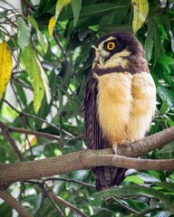 The spectacled owl (Pulsatrix perspicillata). Owl resting on one of its legs while looking to the left