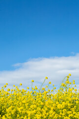 青空と菜の花畑