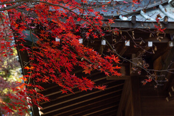 日本のお寺の秋