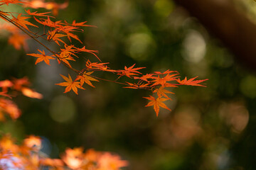 日本のお寺の秋