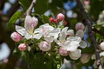 Apple flowers on a blue sky background. Apple tree blossoms in the garden.
