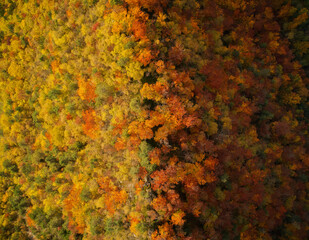 Autumn on the mountain ridge with a vast forest and beautiful red and yellow colors of the trees. 