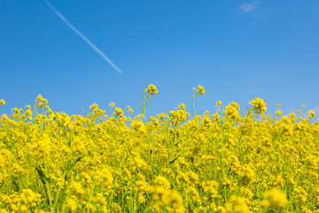 目に映える春の菜の花畑
