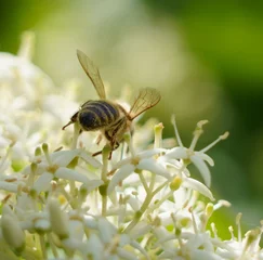 Fotobehang bee on a flower © Wilfried