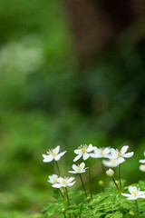 二輪草の群生地