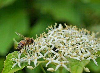 bee on a flower