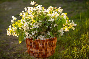 flowers in a basket