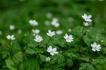 二輪草の群生地