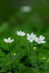 二輪草の群生地