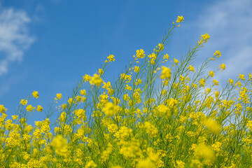 青空と菜の花畑