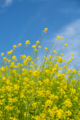 青空と菜の花畑