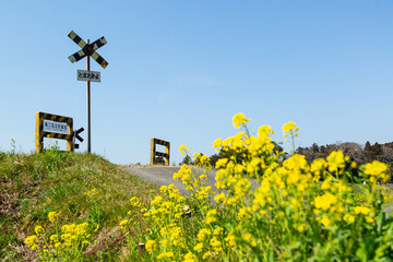 春のいすみ鉄道と菜の花