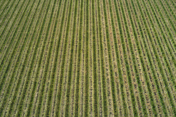 Plantation of grapes top view. Fruit rows aerial view. Rows of vineyards aerial view. Green striped texture top view.