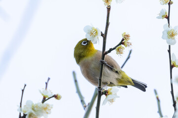 梅の花の蜜を吸う春の目白