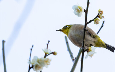 梅の花の蜜を吸う春の目白