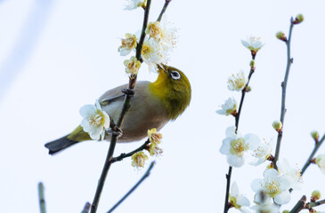 梅の花の蜜を吸う春の目白