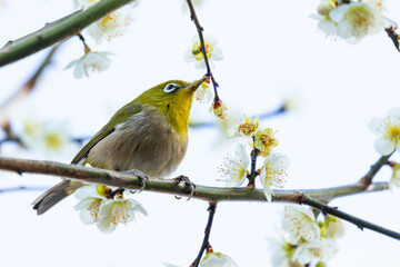 梅の花の蜜を吸う春の目白