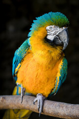 beautiful blue yellow macaw parrot 