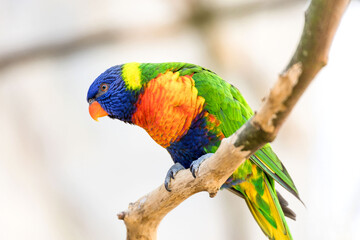 small colorful parrot 