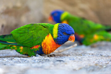 small colorful parrot 