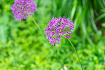 onion flower plant on nature background. allium