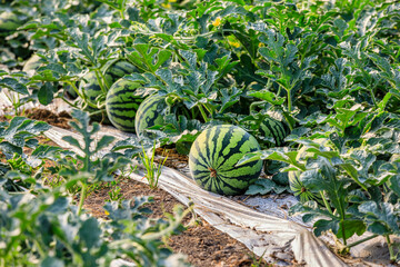 Watermelon on the green watermelon plantation in the summer. Agricultural watermelon field.