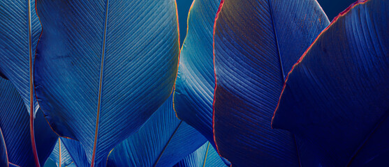 closeup of dark blue leaf background