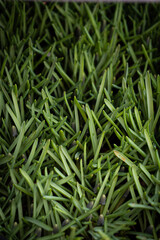 Green grass texture background Top view of bright grass garden Idea concept used for making green backdrop, lawn for training football pitch, Grass Golf Courses green lawn pattern textured background.