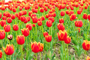 Obraz premium red flowers of fresh holland tulips in field. nature