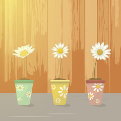 daisy flowers in pots