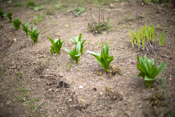 Seedlings in garden in spring. Green sprouts in garden.