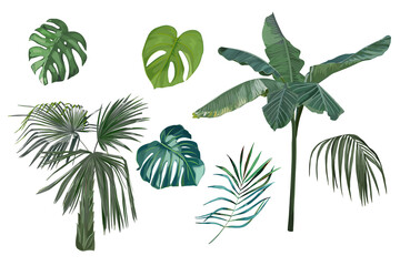 Tropical vintage palm trees set and leaves. Vector Illustration. Isolated image