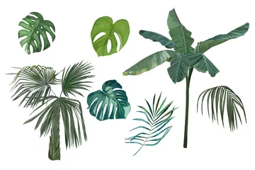 Zelfklevend Fotobehang Tropische bladeren Tropical vintage palm trees set and leaves. Vector Illustration. Isolated image