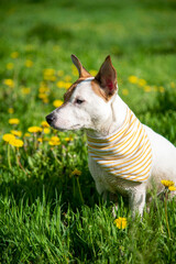 Jack Russell in a scarf on the grass