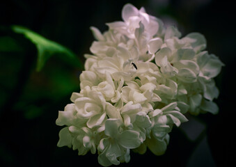 Close-up photo of a white lilac flower with a blurry background.
