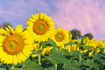 close up sunflowers in summertime garden