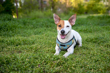 Jack Russell terrier on the grass