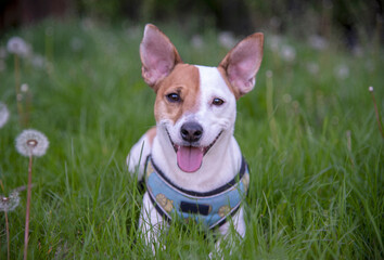 Jack Russell terrier on the grass