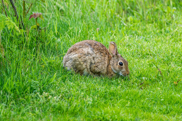 Naklejka na ściany i meble Rabbit In The Grass Close-up 2