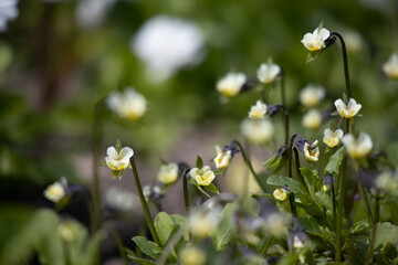 Blooming pansies. Beautiful large photo background. High quality photo.