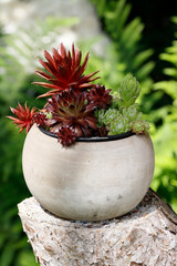 Hauswurz, Sempervivum
