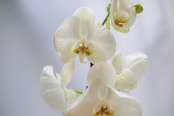 Naklejka na ściany i meble Beautiful tropical orchid flower. isolated white orchid flower. white background