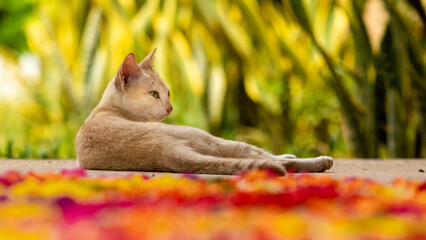 Cat lying down in the garden