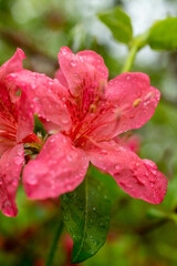 Obraz premium azalea