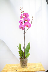 Beautiful tropical orchid flower. isolated purple orchid flower. white background