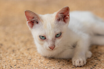 portrait of a cat on the floor
